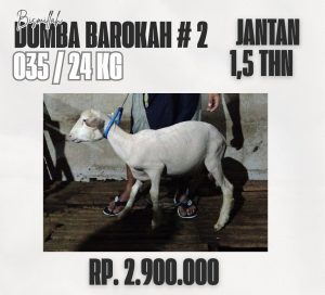 domba barokah #2