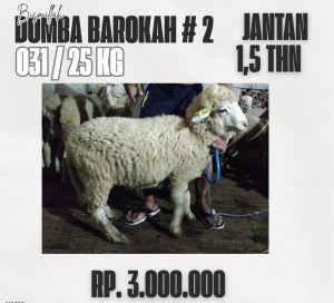 domba barokah #2