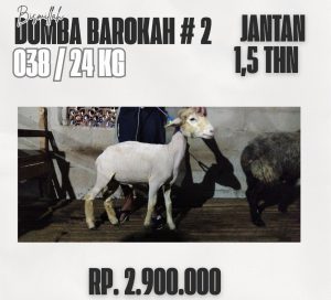 domba barokah #2