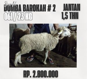 domba barokah #2