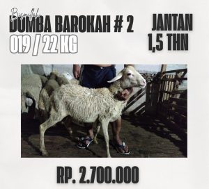 domba barokah #2