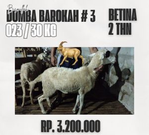 domba barokah #3