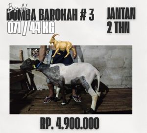 domba barokah #3
