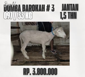 domba barokah #3