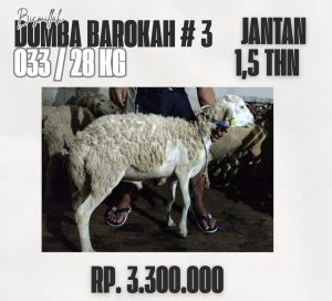 domba barokah #3