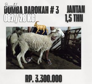 domba barokah #3