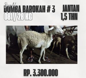 domba barokah #3